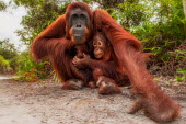 A baby Bornean orangutan clinging to its mother orangutan,ape,great ape,apes,great apes,primate,primates,jungle,jungles,forest,forests,rainforest,hominidae,hominids,hominid,Asia,fur,hair,orange,ginger,mammal,mammals,vertebrate,vertebrates,Borneo,Bo