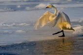 A swan treading carefully along ice Simone Sbaraglia swan,swans,Animalia,Chordata,Aves,Anseriformes,Anatidae,Cygnus,bird,birds,birdlife,avian,wings,feathers,bill,waterfowl,ponds,lakes,pond,lake,white,snow,ice,cold,winter,frozen,freeze,freezing,action,motion,take off,dancing,funny,Whooper swan,Cygnus cygnus,Waterfowl,Chordates,Ducks, Geese, Swans,Birds,Herbivorous,Ponds and lakes,Europe,Urban,Flying,Species of Conservation Concern,Agricultural,Wetlands,cygnus,Wildlife and Conservation Act,Asia,IUCN Red List,Least Concern,Wildlife