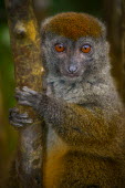 An Alaotran gentle lemur clinging to a tree primate,primates,lemur,lemurs,endemic,Madagascar,tropical,rainforest,eyes,face,aerial,canopy,jungle,jungles,forest,arboreal,tree,trees,cute,looking at camera,shallow focus,close up,fur,Alaotran gentle