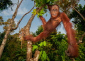 A Bornean orangutan hanging in the canopy looking at the camera orangutan,ape,great ape,apes,great apes,primate,primates,jungle,jungles,forest,forests,rainforest,hominidae,hominids,hominid,Asia,fur,hair,orange,ginger,mammal,mammals,vertebrate,vertebrates,arboreal,