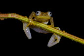 A frog in Madagascar clings to the stem of a plant Animalia,Chordata,Amphibia,Anura,Hyperoliidae,macro,pattern,feet,toes,close up,webbed feet,frog,frogs,frogs and toads,amphibian,amphibians,eye,eyes,skin,pigment,pigmentation,blue eyes,pupils,pupil,bla