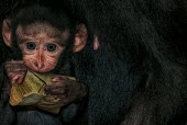 A baby crested black macaque chewing on a leaf macaques,mammal,mammals,vertebrate,vertebrates,terrestrial,monkey,monkeys,primate,primates,eyes,juvenile,baby,young,face,hands,eating,chewing,leaf,teething,innocent,cute,ears,Crested black macaque,Mac