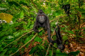A troop of four crested black macaque moving through forest macaques,mammal,mammals,vertebrate,vertebrates,terrestrial,monkey,monkeys,primate,primates,eyes,troop,group,climb,climbing,green background,green,leaves,foliage,jungle,rainforest,forest,patrol,patroll