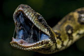 Close up of a Madagascar tree boa baring its mouth snake,snakes,boa,tree boa,constrictor,predator,reptile,reptiles,scales,scaly,reptilian,lizards and snakes,terrestrial,cold blooded,pigment,mouth,jaw,saliva,spit,fangs,fang,eye,close up,shallow focus,M