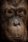 Portrait of a female Bornean orangutan orangutan,ape,great ape,apes,great apes,primate,primates,hominidae,hominids,hominid,Asia,fur,hair,orange,ginger,mammal,mammals,vertebrate,vertebrates,Borneo,Bornean,Asian,Indonesian,Bornean orangutan,
