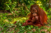Juvenile Bornean orangutan sitting on the forest floor orangutan,ape,great ape,apes,great apes,primate,primates,jungle,jungles,forest,forests,rainforest,hominidae,hominids,hominid,Asia,fur,hair,orange,ginger,mammal,mammals,vertebrate,vertebrates,Borneo,Bo
