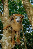 Crowned lemur in a tree, looking at camera primate,primates,lemur,lemurs,endemic,Madagascar,tropical,rainforest,eyes,face,aerial,canopy,jungle,jungles,forest,arboreal,tree,trees,Crowned lemur,Eulemur coronatus,Mammalia,Mammals,Primates,Chordat