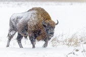 A male European bison walking through thick snow herbivores,herbivore,vertebrate,vertebrates,fur,mammal,mammals,terrestrial,bison,cattle,ungulate,bovine,snow,cold,winter,Poland,Europe,horns,horned,coat,frozen,male,European bison,Bison bonasus,Chorda