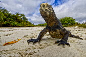 Close up of a Galapagos marine iguana on a beach lizard,lizards,reptile,reptiles,scales,scaly,reptilian,lizards and snakes,terrestrial,cold blooded,iguana,Galapagos,marine iguana,iguanas,face,close up,claws,claw,beach,sand,shore,coastal,coastline,fe