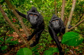 A pair of crested black macaque investigating the camera macaques,mammal,mammals,vertebrate,vertebrates,terrestrial,monkey,monkeys,primate,primates,eyes,climb,climbing,green background,green,leaves,foliage,jungle,rainforest,forest,pair,looking at camera,Cre