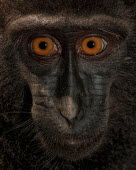 Close up portrait of a crested black macaque macaques,mammal,mammals,vertebrate,vertebrates,terrestrial,monkey,monkeys,primate,primates,eyes,close up,face,portrait,innocent,Crested black macaque,Macaca nigra,Mammalia,Mammals,Chordates,Chordata,P