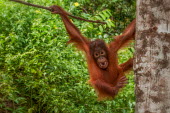 Juvenile Bornean orangutan hanging in a tree orangutan,ape,great ape,apes,great apes,primate,primates,jungle,jungles,forest,forests,rainforest,hominidae,hominids,hominid,Asia,fur,hair,orange,ginger,mammal,mammals,vertebrate,vertebrates,arboreal,