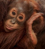 Portrait of a baby Bornean orangutan orangutan,ape,great ape,apes,great apes,primate,primates,hominidae,hominids,hominid,Asia,fur,hair,orange,ginger,mammal,mammals,vertebrate,vertebrates,Borneo,Bornean,Asian,Indonesian,young,juvenile,bab