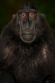 Portrait of a crested black macaque macaques,mammal,mammals,vertebrate,vertebrates,terrestrial,monkey,monkeys,primate,primates,eyes,close up,face,portrait,black,Crested black macaque,Macaca nigra,Mammalia,Mammals,Chordates,Chordata,Prim