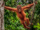 A juvenile Bornean orangutan between trees orangutan,ape,great ape,apes,great apes,primate,primates,jungle,jungles,forest,forests,rainforest,hominidae,hominids,hominid,Asia,fur,hair,orange,ginger,mammal,mammals,vertebrate,vertebrates,arboreal,