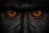 Eyes of a crested black macaque macaques,mammal,mammals,vertebrate,vertebrates,terrestrial,monkey,monkeys,primate,primates,eyes,close up,face,portrait,eye,skin,nose,snout,anger,angry,strong,powerful,emotion,looing,look,watching,see,