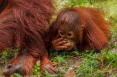 Juvenile Bornean orangutan laying on the floor next to its mother orangutan,ape,great ape,apes,great apes,primate,primates,jungle,jungles,forest,forests,rainforest,hominidae,hominids,hominid,Asia,fur,hair,orange,ginger,mammal,mammals,vertebrate,vertebrates,Borneo,Bo