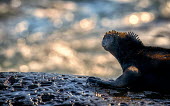 Galapagos marine iguana peering out of the rocks lizard,lizards,reptile,reptiles,scales,scaly,reptilian,lizards and snakes,terrestrial,cold blooded,iguana,Galapagos,marine iguana,iguanas,face,close up,shallow focus,bokeh,claws,claw,rock,shore,coasta