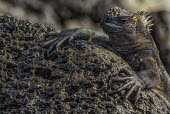 Galapagos marine iguana clinging to a rock with long sharp claws lizard,lizards,reptile,reptiles,scales,scaly,reptilian,lizards and snakes,terrestrial,cold blooded,iguana,Galapagos,marine iguana,iguanas,face,close up,shallow focus,bokeh,claws,claw,rock,shore,coasta