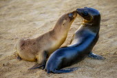 A pair of Galapagos sea lion appear to kiss on the beach marine,marine life,sea,sea life,ocean,oceans,water,underwater,aquatic,marine mammal,marine mammals,mammal,mammals,vertebrate,vertebrates,aquatic mammals,aquatic mammal,fur,whiskers,Galapagos,sea lion,