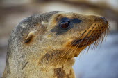 Portrait of a Galapagos sea lion, arching its neck marine,marine life,sea,sea life,ocean,oceans,water,underwater,aquatic,marine mammal,marine mammals,mammal,mammals,vertebrate,vertebrates,aquatic mammals,aquatic mammal,fur,face,eye,eyes,whiskers,nose,