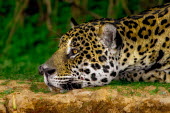 Jaguar resting mammal,mammals,vertebrate,vertebrates,terrestrial,fur,cat,cats,feline,felidae,predator,carnivore,big cat,big cats,Amazon,jungle,jungles,pattern,patterned,camouflage,shallow focus,close up,face,tired,b