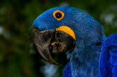 Close up of a hyacinth macaw bird,birds,birdlife,avian,aves,wings,feathers,bill,plumage,parrot,parrots,colour,colourful,blue,yellow,face,eye,close up,shallow focus,Hyacinth macaw,Anodorhynchus hyacinthinus,Aves,Birds,Parrots,Psit