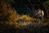 Jaguar at the edge of a forest mammal,mammals,vertebrate,vertebrates,terrestrial,cat,cats,feline,felidae,predator,carnivore,big cat,big cats,Amazon,jungle,jungles,pattern,patterned,camouflage,gold,yellow,atmospheric,moody,glow,fore