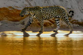 Jaguar prowling a river bank mammal,mammals,vertebrate,vertebrates,terrestrial,fur,cat,cats,feline,felidae,predator,carnivore,big cat,big cats,Amazon,river,rivers and streams,water,yellow,gold,jungle,jungles,pattern,patterned,cam