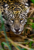 Jaguar drinking at a river bank mammal,mammals,vertebrate,vertebrates,terrestrial,fur,cat,cats,feline,felidae,predator,carnivore,big cat,big cats,Amazon,river,rivers and streams,water,drink,drinking,jungle,jungles,pattern,patterned,