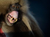 A male gelada baring his teeth as a sign of aggression mammal,mammals,vertebrate,vertebrates,terrestrial,fur,monkey,monkeys,baboon,baboons,primate,primates,Ethiopia,Africa,mouth,gums,teeth,canines,canine tooth,tooth,cuspid,jaw,warning,angry,anger,threat,d