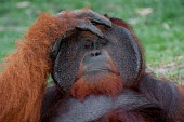 A male Bornean orangutan looking at the camera from a relaxed pose orangutan,ape,great ape,apes,great apes,primate,primates,hominidae,hominids,hominid,Asia,fur,hair,orange,ginger,mammal,mammals,vertebrate,vertebrates,Borneo,Bornean,Asian,Indonesian,funny,Bornean oran