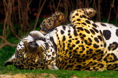 Jaguar rolling on the floor mammal,mammals,vertebrate,vertebrates,terrestrial,fur,cat,cats,feline,felidae,predator,carnivore,big cat,big cats,Amazon,jungle,jungles,pattern,patterned,camouflage,shallow focus,close up,face,tired,b