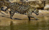 Jaguar entering a river mammal,mammals,vertebrate,vertebrates,terrestrial,fur,cat,cats,feline,felidae,predator,carnivore,big cat,big cats,Amazon,river,rivers and streams,water,jungle,jungles,pattern,patterned,camouflage,Jagu