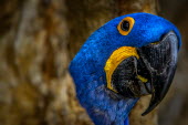 Hyacinth macaw appearing from its tree nest bird,birds,birdlife,avian,aves,wings,feathers,bill,plumage,parrot,parrots,colour,colourful,blue,yellow,face,peek,peeking,eye,close up,shallow focus,Hyacinth macaw,Anodorhynchus hyacinthinus,Aves,Birds
