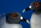 Close up of a swallow tailed gull, with another in background bird,birds,birdlife,avian,aves,bill,seabird,sea bird,seabirds,sea birds,aquatic,aquatic birds,coast,coastal,coastline,gull,eye,eyes,ring,orange,blue,blue sky,close up,shallow focus,face,colour,colourf