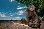 Crested black macaque sat on a beach macaques,mammal,mammals,vertebrate,vertebrates,terrestrial,monkey,monkeys,primate,primates,eyes,sitting,hands,feet,beach,sky,blue sky,tropical,coast,coastal,Crested black macaque,Macaca nigra,Mammalia