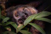 Close up of a chimpanzee lying on the ground chimpanzee,chimpanzees,chimp,chimps,ape,great ape,apes,great apes,Africa,forest,forests,rainforest,hominidae,hominids,hominid,primate,primates,face,close up,shallow focus,Pan troglodytes,Chimpanzee,Ho