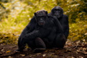 Chimpanzees sitting together on the forest floor chimpanzee,chimpanzees,chimp,chimps,ape,great ape,apes,great apes,Africa,forest,forests,rainforest,hominidae,hominids,hominid,primate,primates,pair,couple,Pan troglodytes,Chimpanzee,Hominids,Hominidae