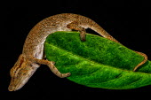 A small chameleon hanging to the edge of a leaf chameleon,pattern,crypsis,skin,pigment,pigmentation,colourful,scales,scaly,reptile,reptiles,tropical,black,leaf,macro,close up,eye,looking at camera,Macro