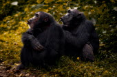 Chimpanzees sitting together on the forest floor chimpanzee,chimpanzees,chimp,chimps,ape,great ape,apes,great apes,Africa,forest,forests,rainforest,hominidae,hominids,hominid,primate,primates,pair,couple,calling,Pan troglodytes,Chimpanzee,Hominids,H