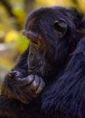 A chimpanzee staring at its hand chimpanzee,chimpanzees,chimp,chimps,ape,great ape,apes,great apes,Africa,forest,forests,rainforest,hominidae,hominids,hominid,primate,primates,face,close-up,thoughtful,thinking,scratching,Pan troglody