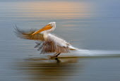 A Dalmatian pelican coming in to land on a lake pelican,pelicans,bird,birds,birdlife,avian,aves,wings,bill,seabird,sea bird,seabirds,sea birds,aquatic,aquatic birds,action,motion,landing,flight,in-flight,flying,shallow focus,movement,artistic,arty,