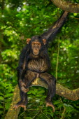 Chimpanzee sitting in a tree looking at the camera chimpanzee,chimpanzees,chimp,chimps,ape,great ape,apes,great apes,Africa,forest,forests,rainforest,hominidae,hominids,hominid,primate,primates,arboreal,sitting,looking at camera,belly,stomach,funny,Pa