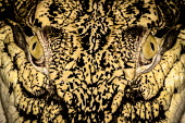 Close up portrait of a caiman looking at the camera Caiman,Animalia,Chordata,Reptilia,Crocodylia,Alligatoridae,Crocodilian,reptile,reptiles,scales,scaly,reptilian,lizard,lizards,terrestrial,cold blooded,looking at camera,croc,shallow focus,predator,car