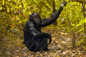 Chimpanzee sat on the forest floor looking at the camera chimpanzee,chimpanzees,chimp,chimps,ape,great ape,apes,great apes,Africa,forest,forests,rainforest,hominidae,hominids,hominid,primate,primates,arms,arm,bicep,looking at camera,Pan troglodytes,Chimpanz
