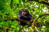 Chimpanzee sitting in a tree looking bored chimpanzee,chimpanzees,chimp,chimps,ape,great ape,apes,great apes,Africa,forest,forests,rainforest,hominidae,hominids,hominid,primate,primates,arboreal,sitting,fed up,bored,emotion,funny,Pan troglodyt