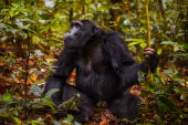 Chimpanzee sitting on forest floor chimpanzee,chimpanzees,chimp,chimps,ape,great ape,apes,great apes,Africa,forest,forests,rainforest,hominidae,hominids,hominid,primate,primates,shallow focus,Pan troglodytes,Chimpanzee,Hominids,Hominid