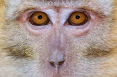 Eyes of a monkey monkey,monkeys,primate,primates,mammal,mammals,vertebrate,vertebrates,eyes,face,close up,macaque,Animalia,Chordata,Mammalia,Cercopithecidae,Macaca,Wildlife