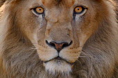 Close up portrait of a male lion lions,mammal,mammals,vertebrate,vertebrates,terrestrial,fur,cat,cats,feline,felidae,predator,carnivore,apex,face,close up,eyes,mane,male,big cats,Lion,Panthera leo,African lion,Felidae,Cats,Mammalia,M
